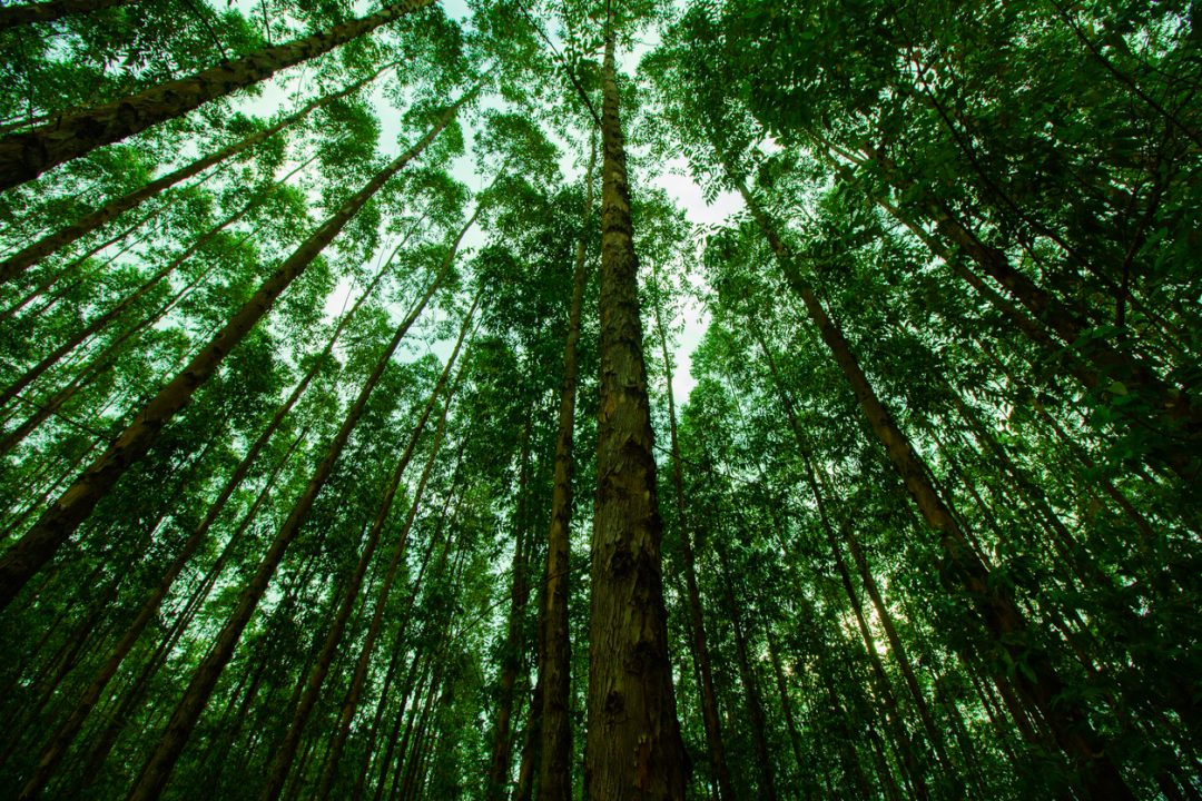 foreste-iStock-1187624796-1080x720